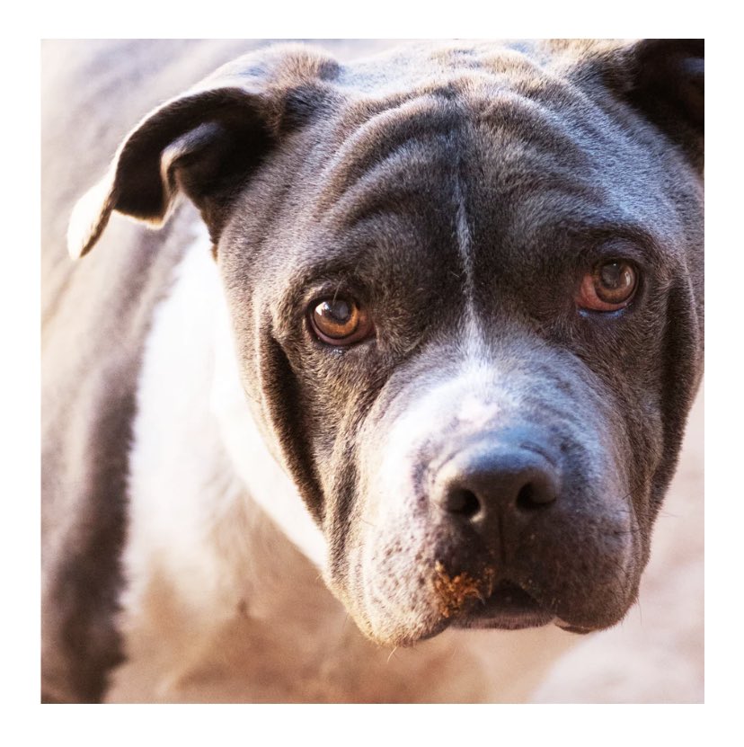 Happy Saturday Pittie Lovers!
It’s almost time to sponsor another puppy!!!! Let’s vote on our next pup!?
#RescueDogs #adoptdontshop