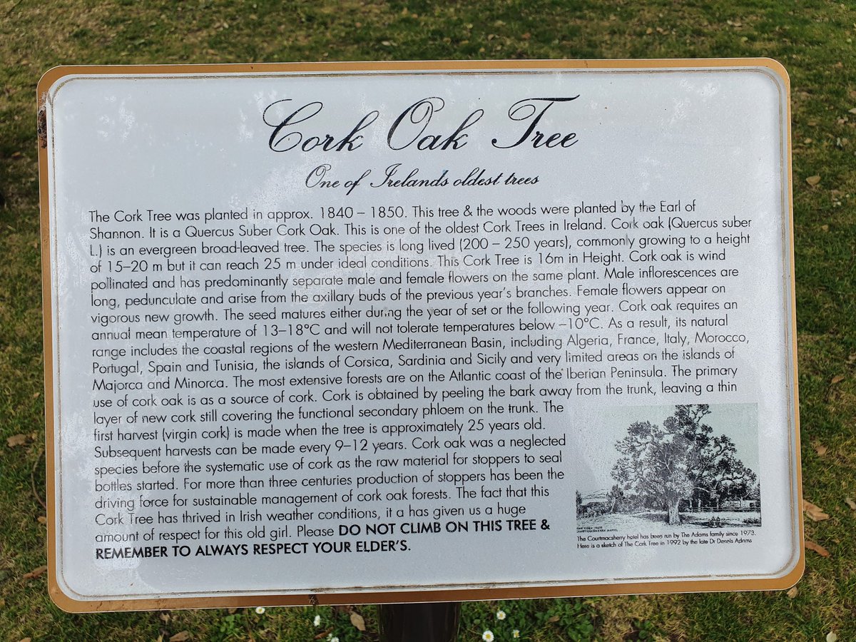 A Cork Oak tree, 180 years old - in the garden of Courtmacsherry House Hotel, West Cork. #Ireland #Trees #History