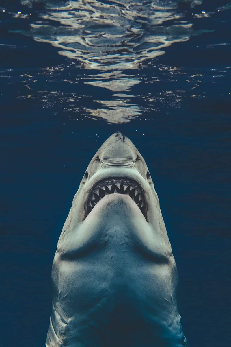 ATRightMovies's tweet image. Shark photographer Euan Rannachan recreated the JAWS movie poster with a real great white shark.