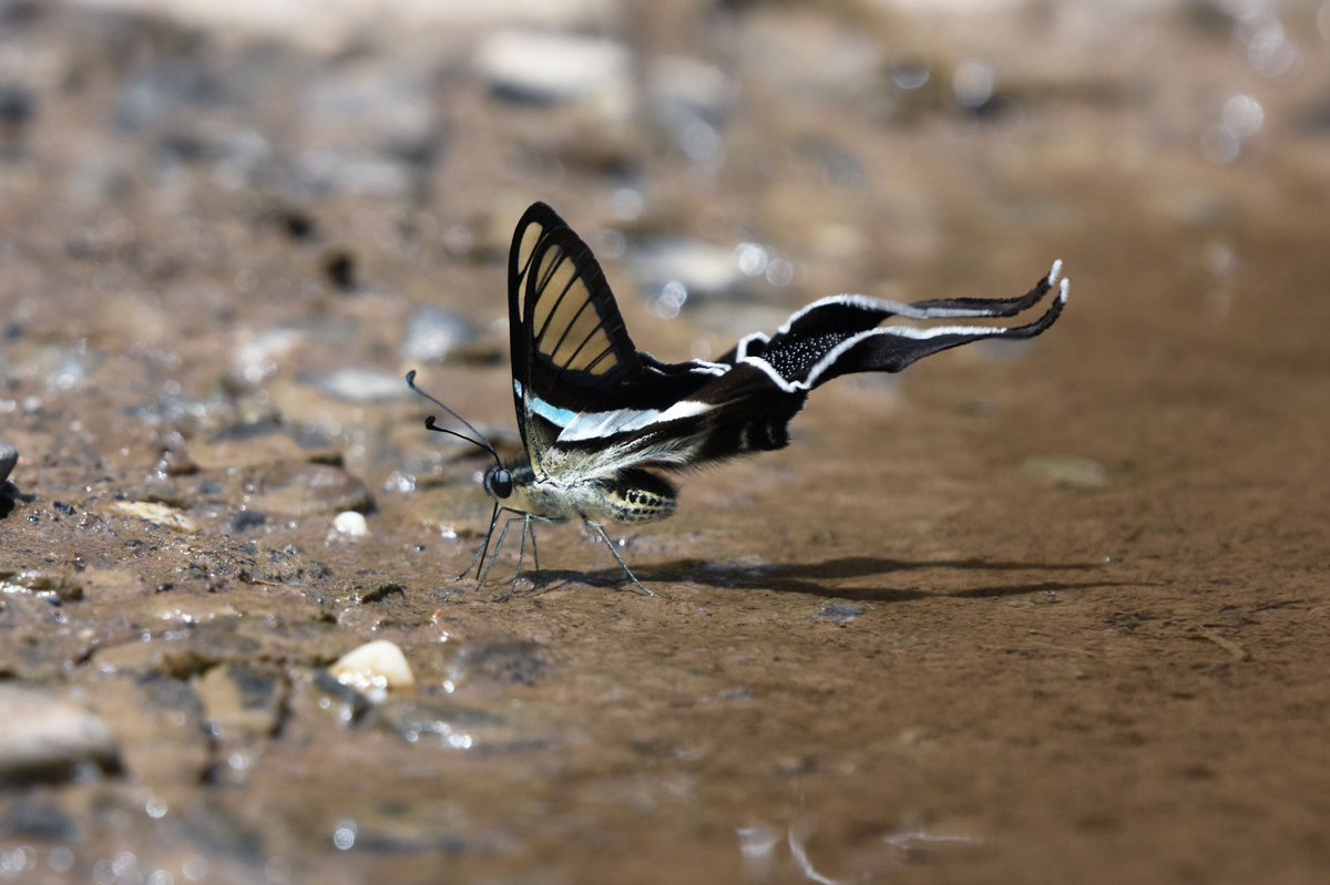 Lamproptera meges, the Green Dragontail. Dragontails are the smallest members of the mega diverse swallowtail family. Because of their tiny wing to body ratio, they have a whirring flight reminiscent of dragonflies. Their exceptionally long tails act as rudders in flight.