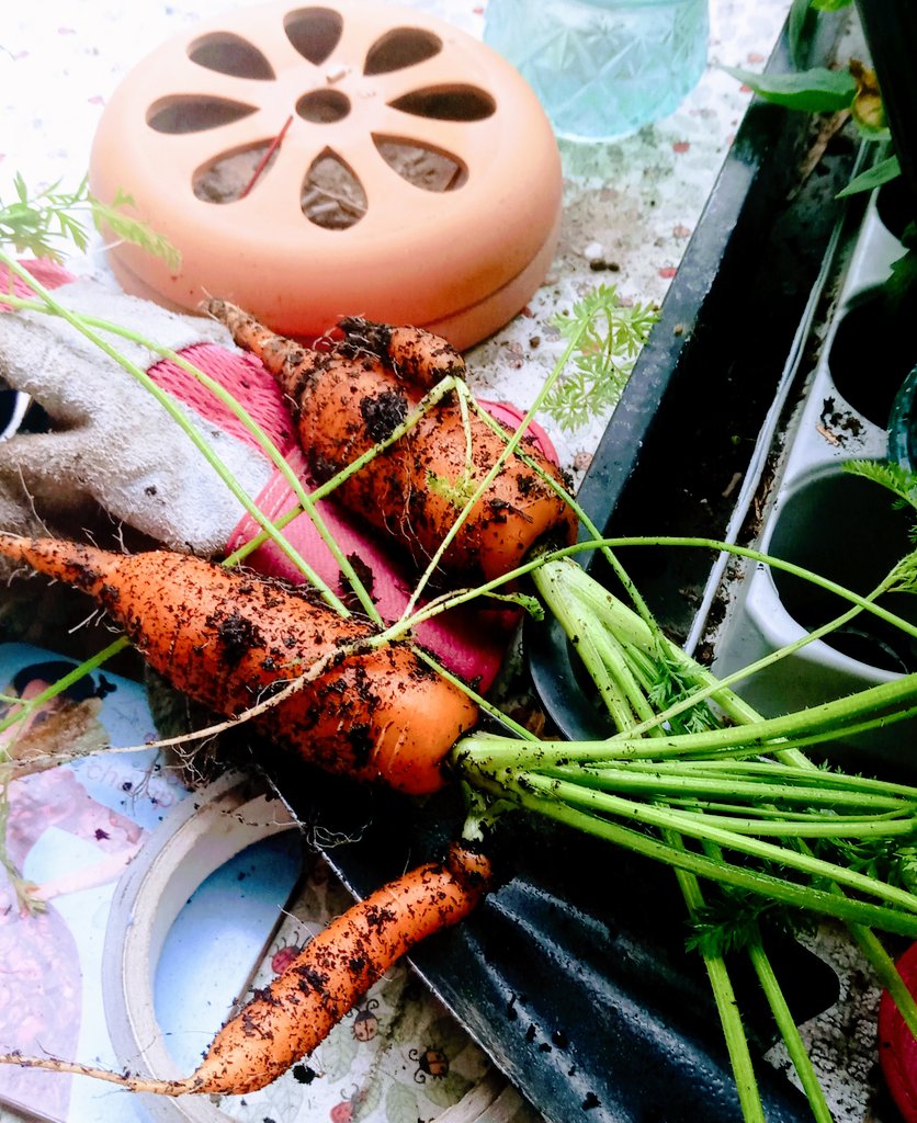 WritesRachael's tweet image. First of the Carrot 🥕 crop - can be considerably better than last year!
Grown in a barrel
About to be roasted with parsnips as part of a lovely Lamb Lunch
#patchtoplate #gardening