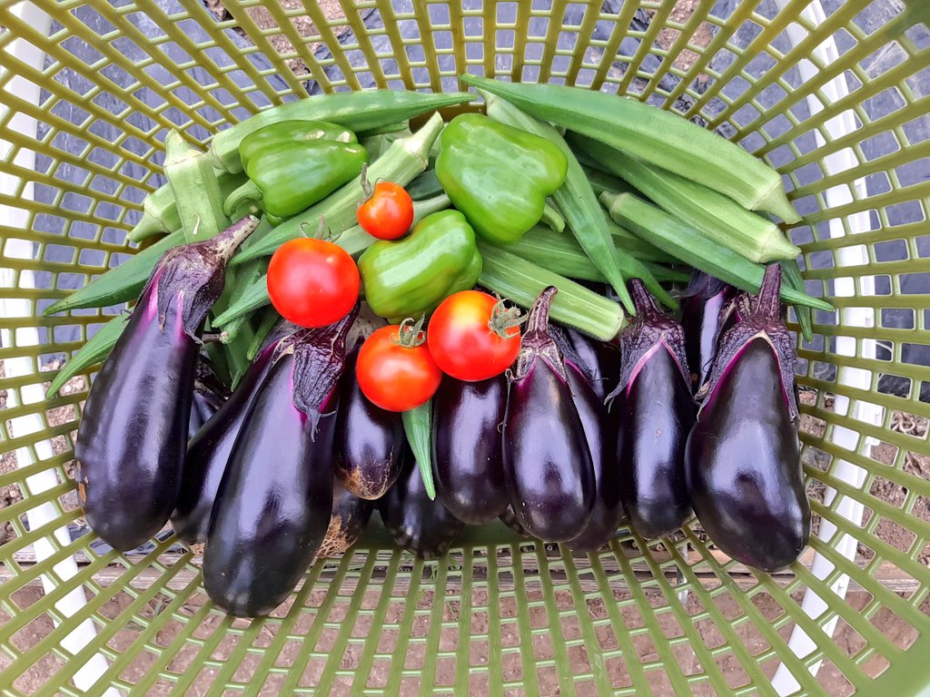 本日の収穫です☺️