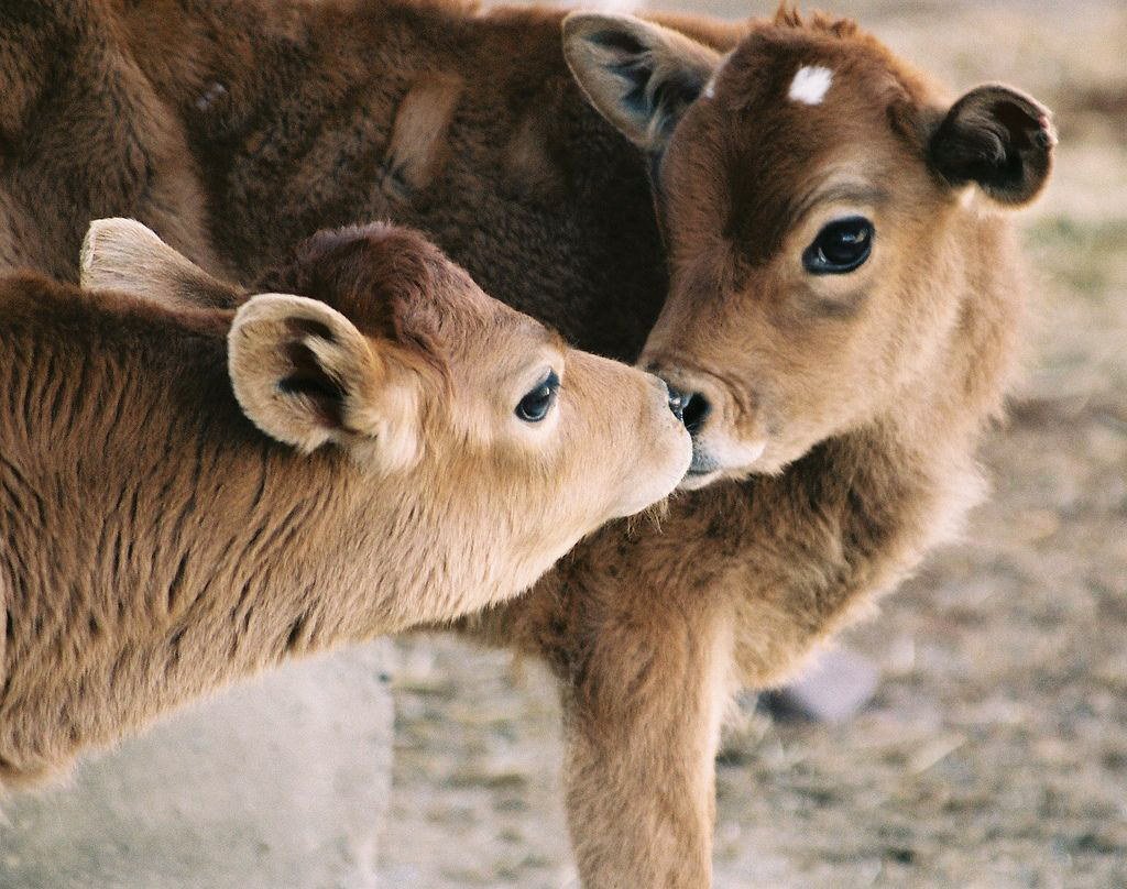 Good morning livestock Farmers!
#FarmLife ❤️