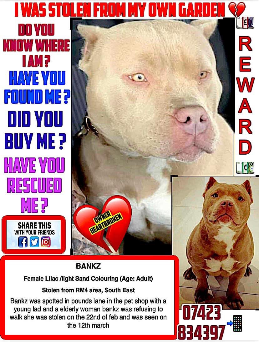 RoCoGB's tweet image. ‼️STOLEN RM4, Stapleford, ESSEX 🇬🇧 - please SHARE - help find BANKZ &amp;amp; get him home🙏