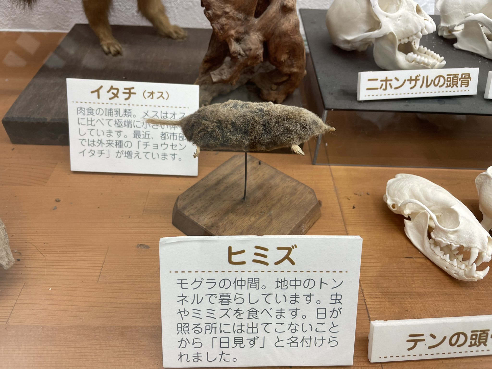 モチパン かわいい T Co 0mc4f92pxj Twitter