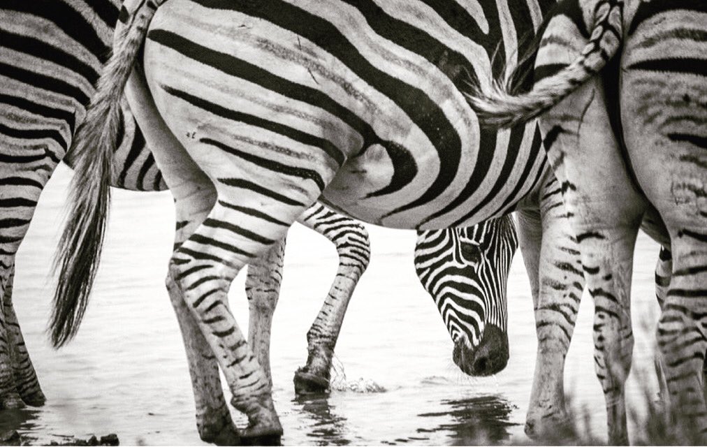 Zebras: not quite so colourful. But saves on printing costs 🖨!