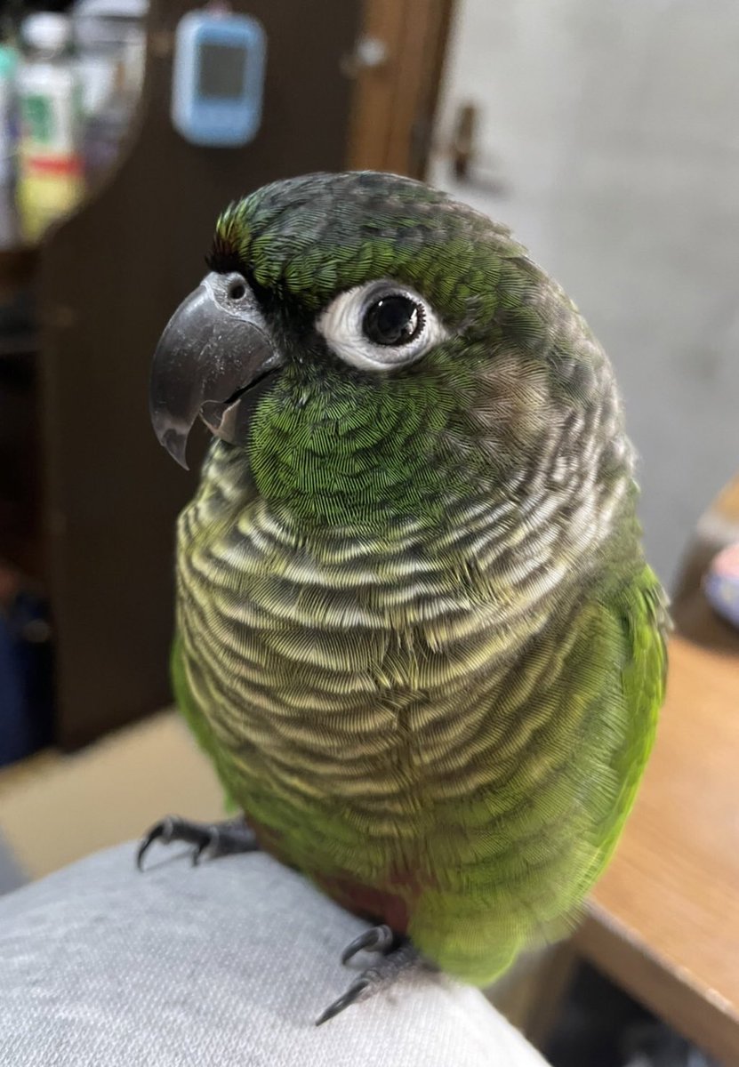moon614328's tweet photo. なんでトレンド？やったね😆❤️

 #ウロコインコ https://t.co/i57g6YLx7b