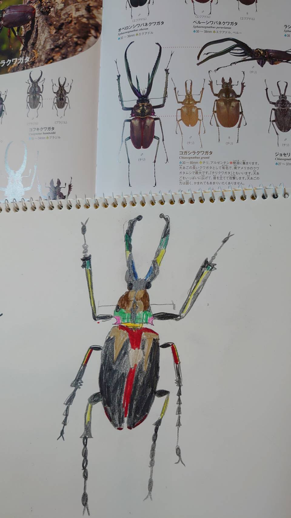 希少】ホロメタリクス チリクワガタ 標本 コガシラクワガタ