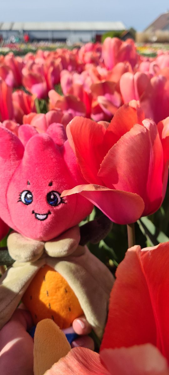 TillyTulp tweet media