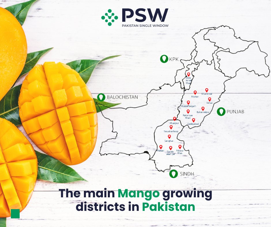PakSingleWindow's tweet photo. Raise your hand if you are from the Mango growing district and enjoys the best Mangoes in the country! ๐โโ๏ธ
#Traders #MangoExporter #InternationalTrade #PakistanSingleWindow https://t.co/DwNRzSYWM8
