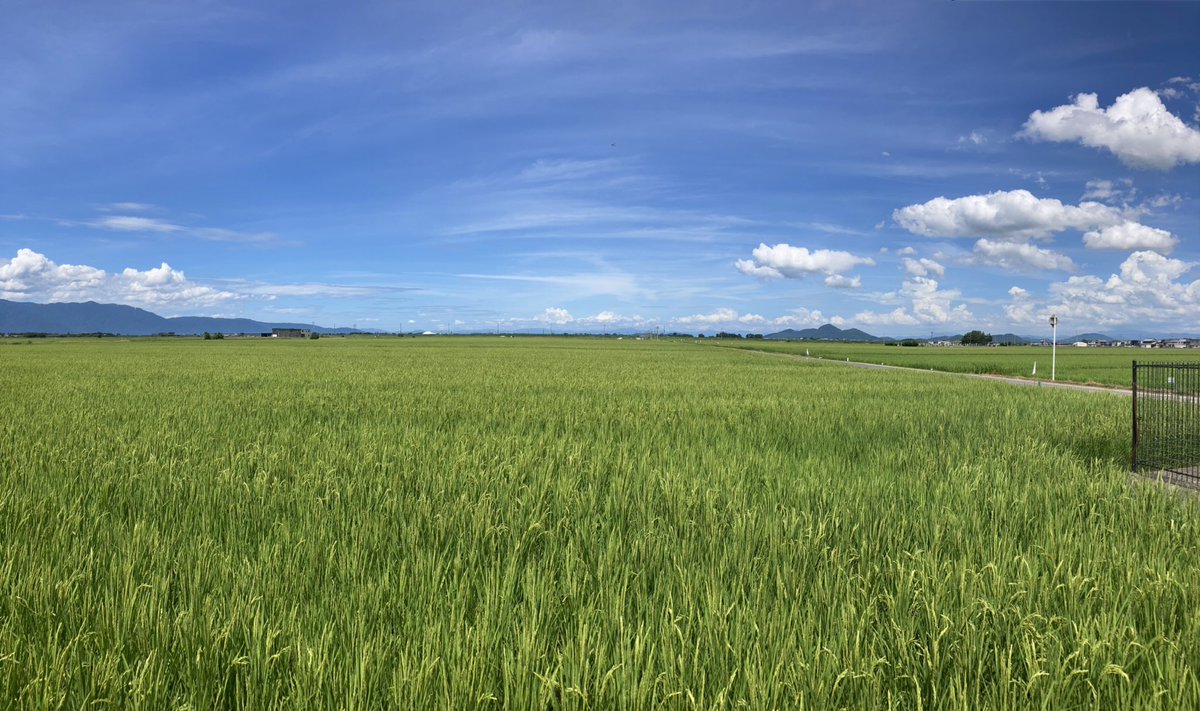 めちゃくちゃ暑いけど、夏の青い空。
綺麗