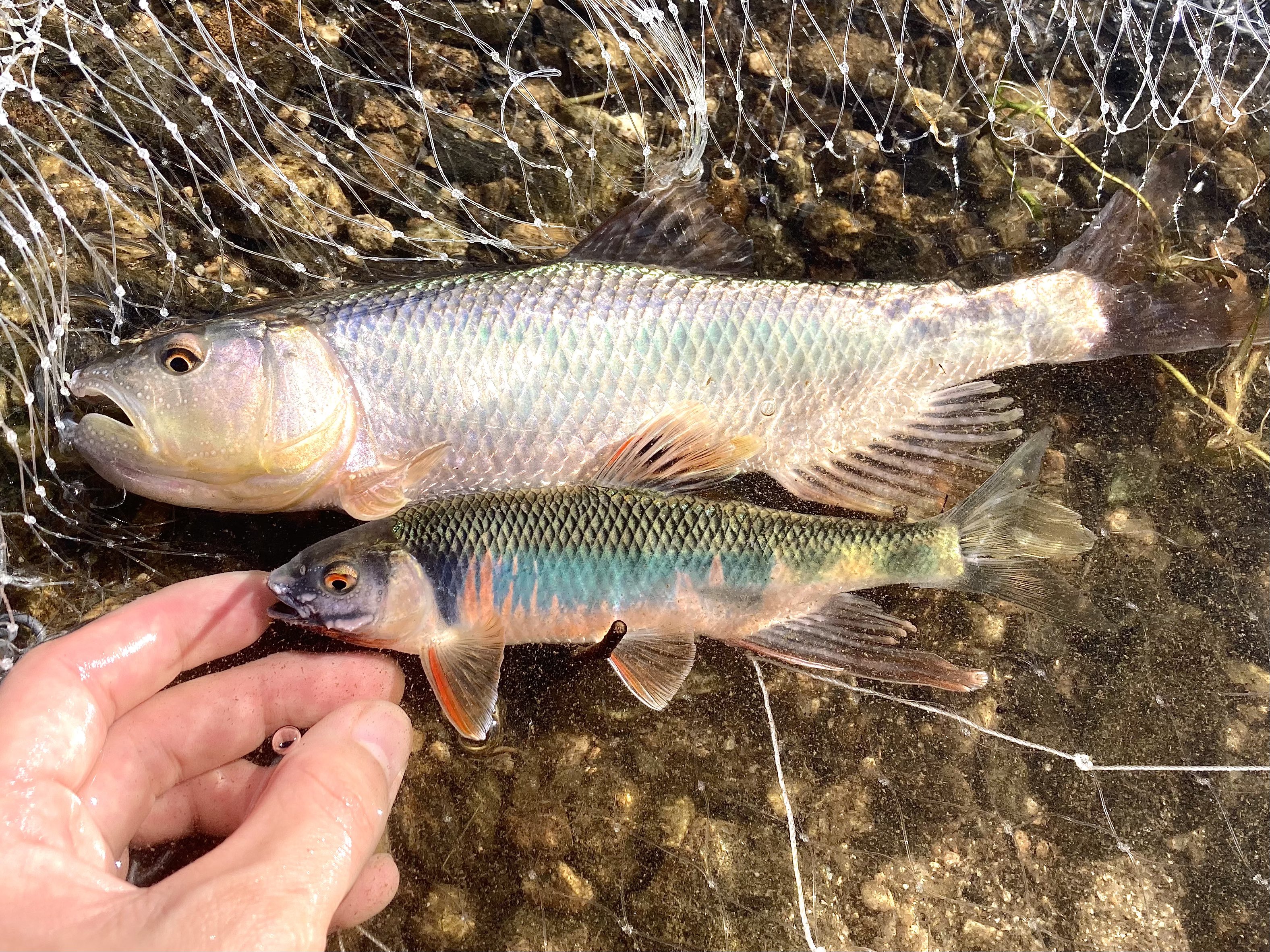 ハタツモリ 暑い日は琵琶湖で水遊び ハスもオイカワも婚姻色が美しい T Co Thyxqgoia1 Twitter