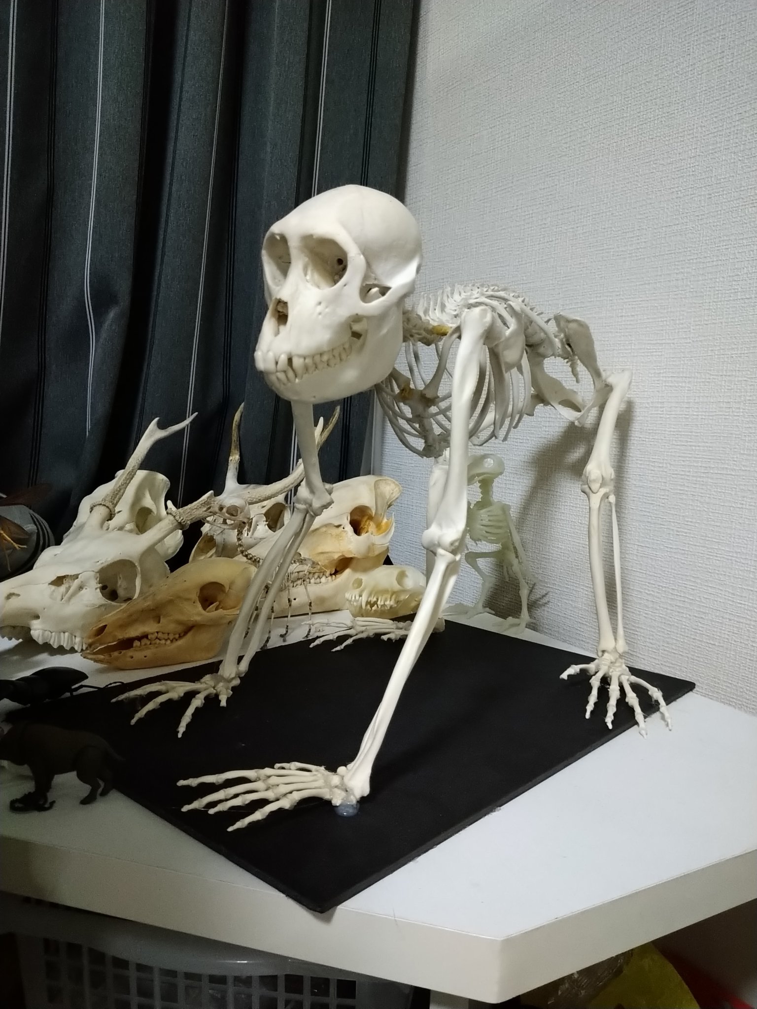 ニホン猿頭蓋骨 ニホンザル（仔）骨格標本