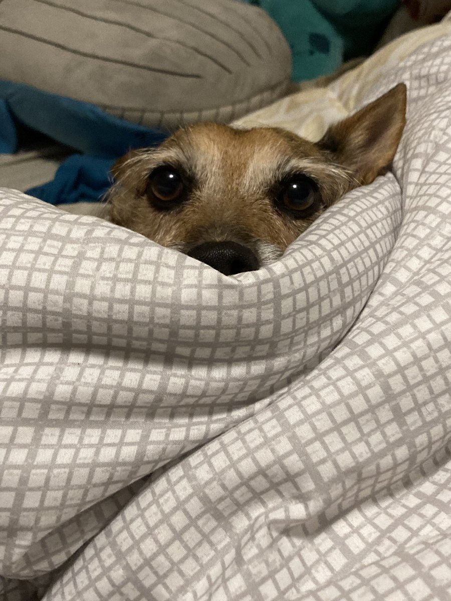 HerbieMooland's tweet photo. Ready for bedtime 🛌🐶💤
#bedtime #readytosleep #sleepydog #tireddog #watching #waiting #sleep #plz #dogsoftwitter #DogsOnTwitter #cutedog #adorable https://t.co/5WgyCkvn7I