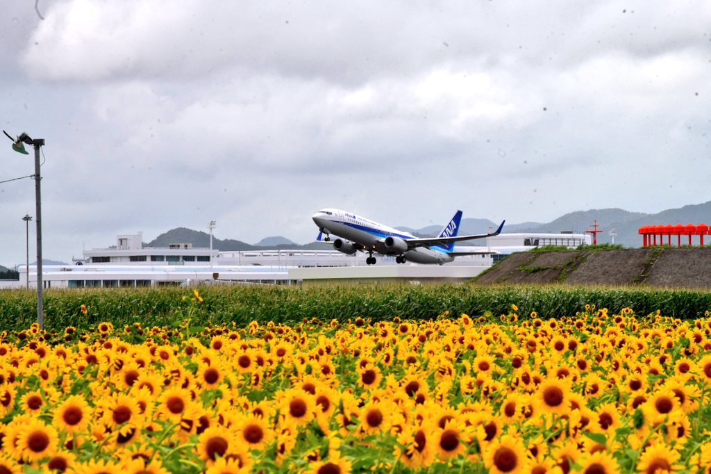 emyj_'s tweet photo. 🌻🛫🌻#NH548 #鹿児島空港 https://t.co/t6iKkrRG0P