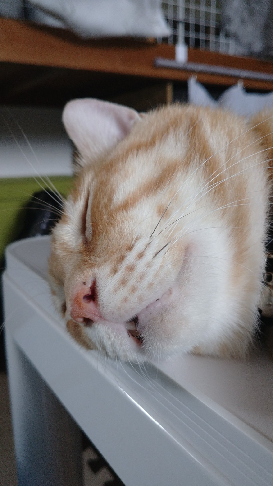 ラクーン かわいい 歯出てる 猫のいる暮らし 猫好きさんと繋がりたい T Co 9zkt3fflkd Twitter