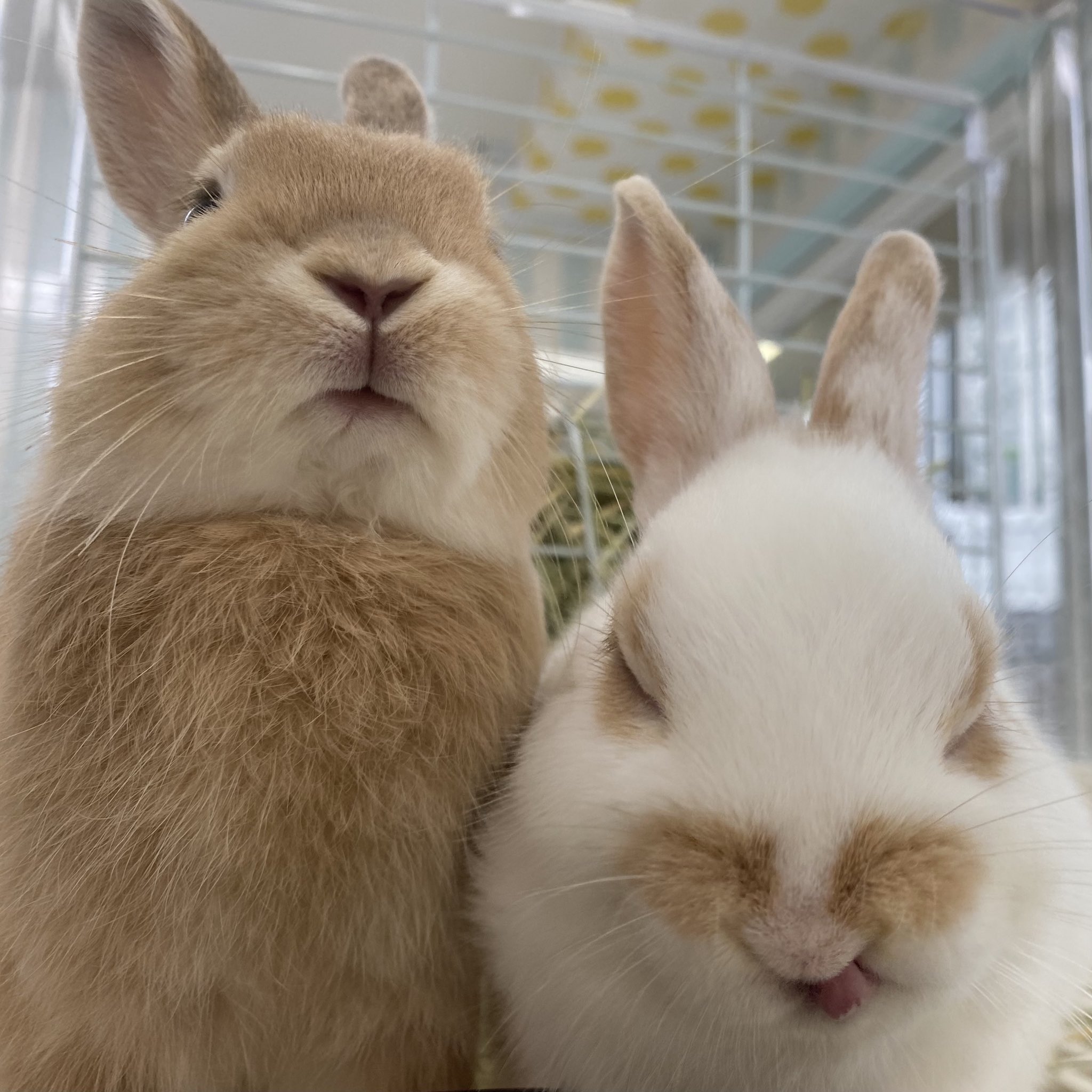 うさぎ専門店Tiny rabbit 鶴瀬店 on X: 