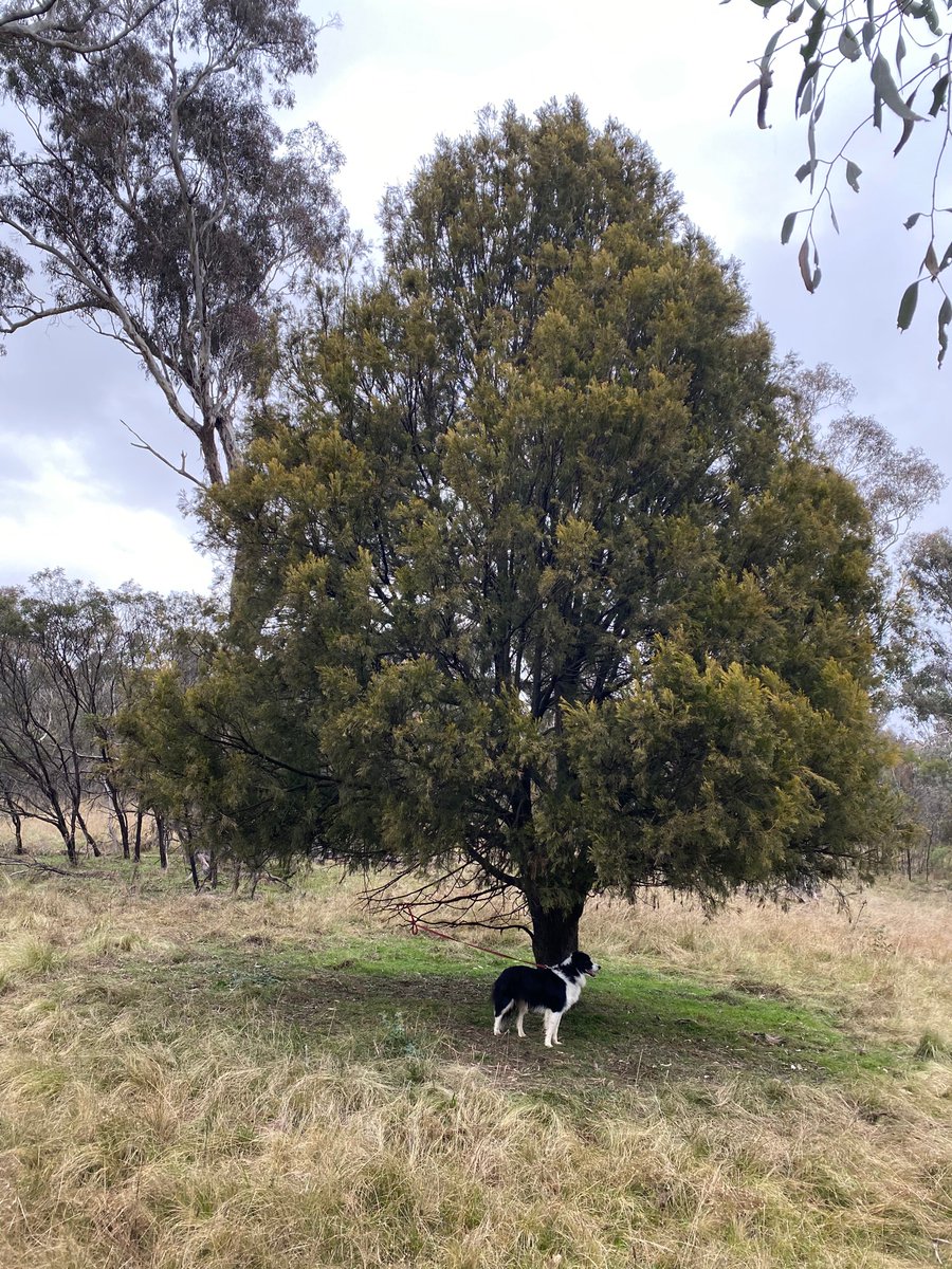 Native cherry has always been one of my favourite trees - deep green and coniferous in shape they stand out in the Aussie bush. They have a fascinating ecology & are wildlife attractors. Also great shelter for humans & dogs on a soggy Canberra afternoon walk! #NationalTreeDay
