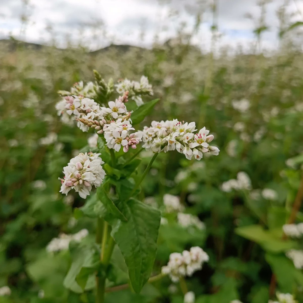 Probando nuevos cultivos en #ecológico ... Trigo sarraceno.
¡Buen domingo desde Agroturismo #Arkaia !
#turismorural en #vitoriagasteiz 
<a href="/nekatur/">Nekatur</a> 
<a href="/TurismoVitoria/">Turismo Vitoria</a> 
<a href="/TurismoAlava/">Álava Turismo</a> 
<a href="/ecoturspain/">Ecotur.es</a>