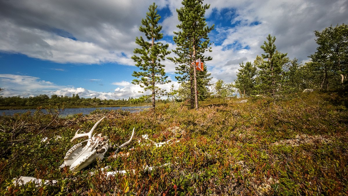 Only the strongest survive in Vätsäri – luckily Jussi was tough enough to take this CP all the way to the middle of the wilderness.
#kairacross #kairacrossvatsari #kairacrossvatsari2022 #vatsari #inari #lapland #wilderness #vätsäri #kaldoaivi #erämaa #packrafting #packraftfinland