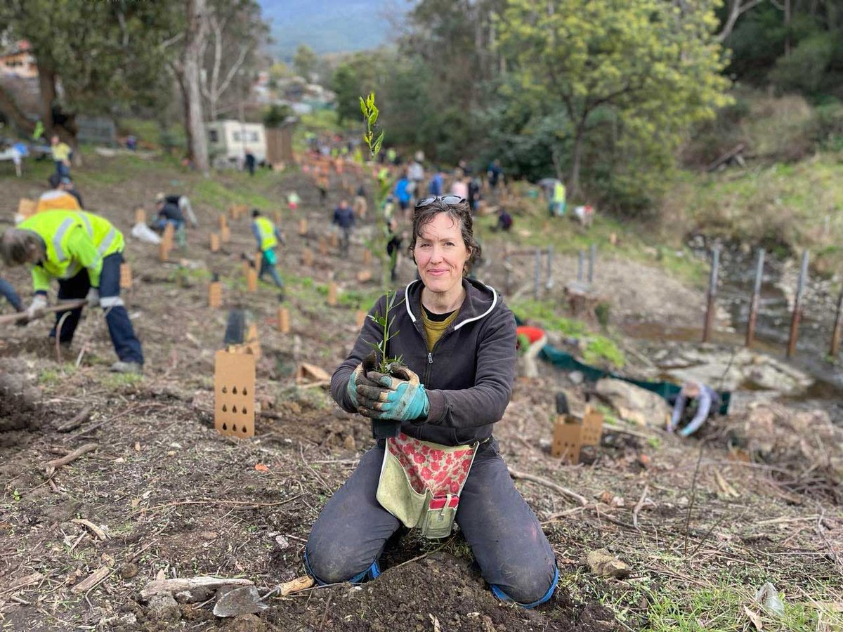 cityofhobarttas's tweet photo. 600 native trees, shrubs and ground covers lovingly tended by our #Bushcare team were ready to go into the ground.
Over 70 happy, passionate, enthusiastic volunteers were at the ready.
Bare, muddy earth needed some love.
Perfect #Hobart @NationalTreeDay. https://t.co/PNd2cR8xun