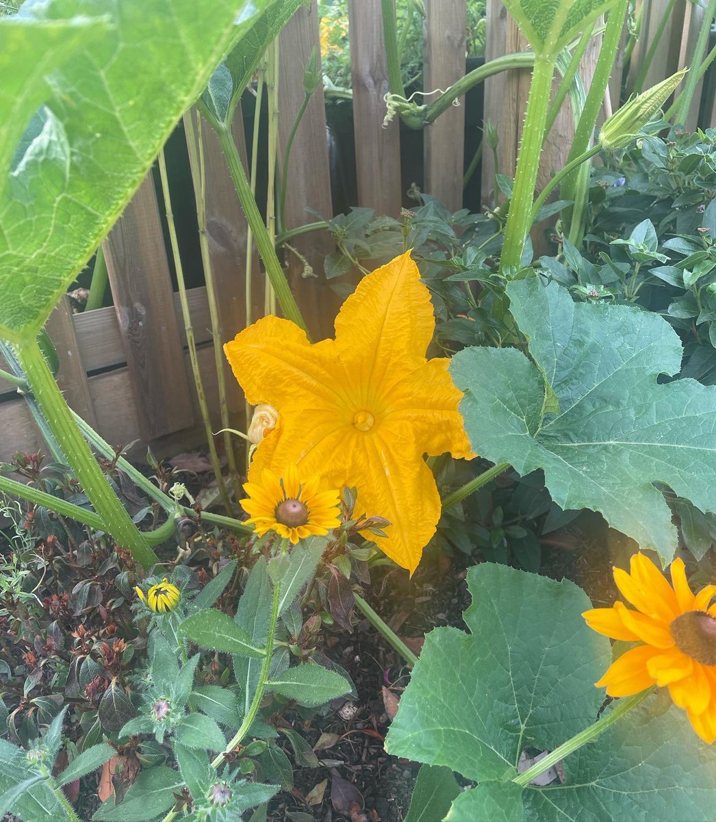 The Pumpkin that escaped the allotment to be a Rudbeckia!!!
It has the makings of a beautiful story……

#allotmentlife #growyourown #gardening #allotmentuk  #kitchengarden #homegrown