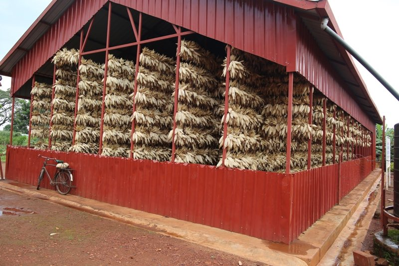 Sangwa Sifa Florence (@sangwasifa) on Twitter photo Maize post-harvest handling hangars are being constructed to support Rwandan maize farmers.
How do you help small-scale farmers with post-harvest handling in your country? Maize post-harvest handling hangars are being constructed to support Rwandan maize farmers.
How do you help small-scale farmers with post-harvest handling in your country?
