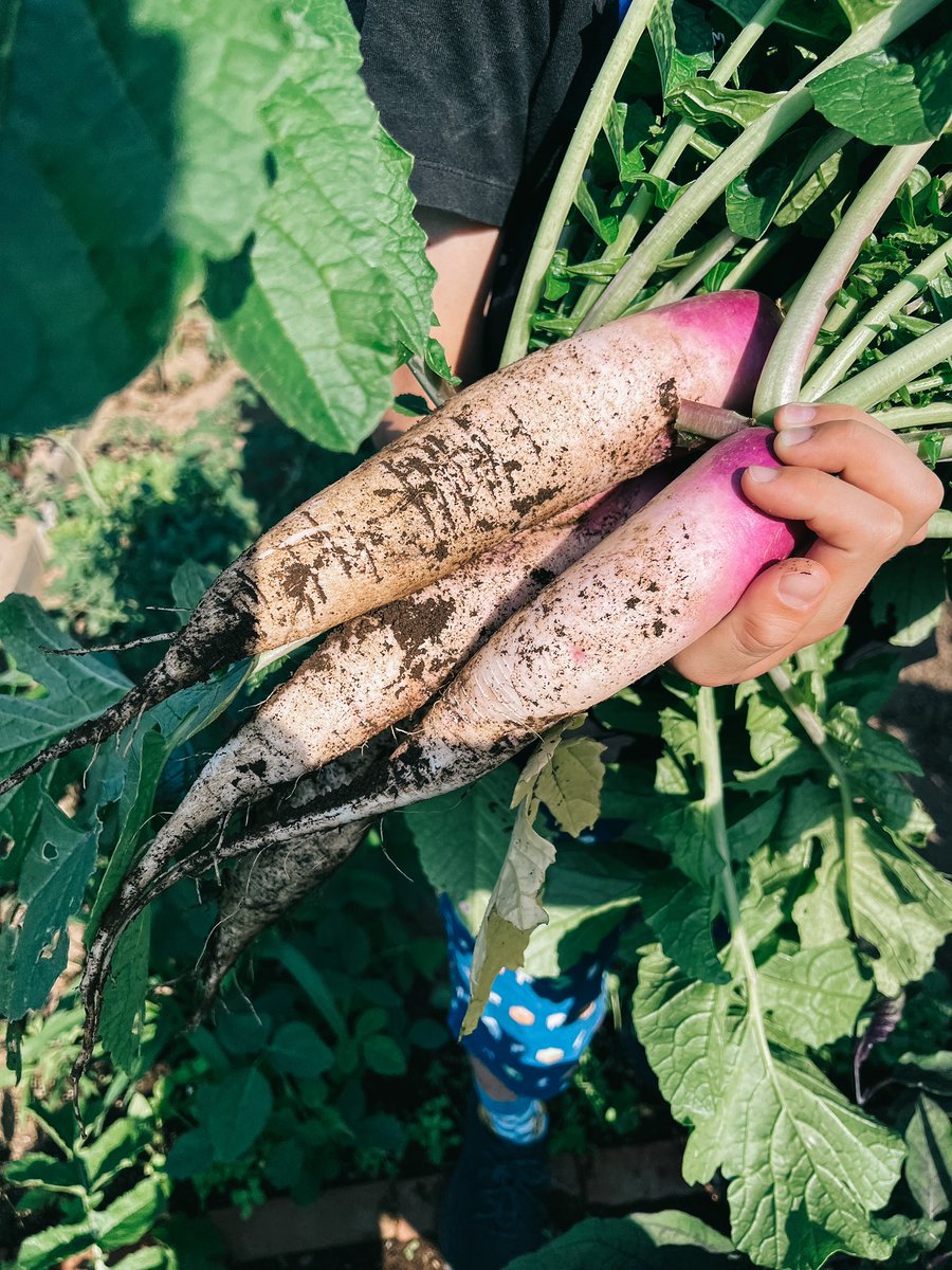 MathiasVigz's tweet photo. Some veggies harvested this month from our community garden plot in Tokyo. https://t.co/7DYJp9HITR