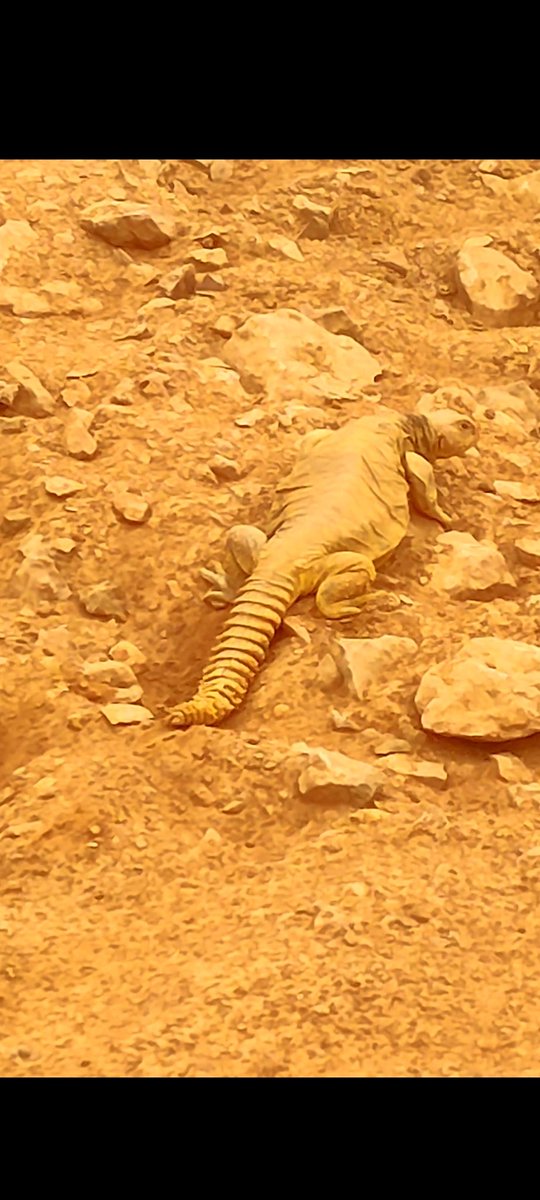 SherKhan_1994's tweet image. Everytime I shoot why my camera of OnePlus 9r capture everything in yellow color this happen only in outdoor  @OnePlus_Support @OnePlus_IN @oneplus #oneplus9R
#oneplusissue