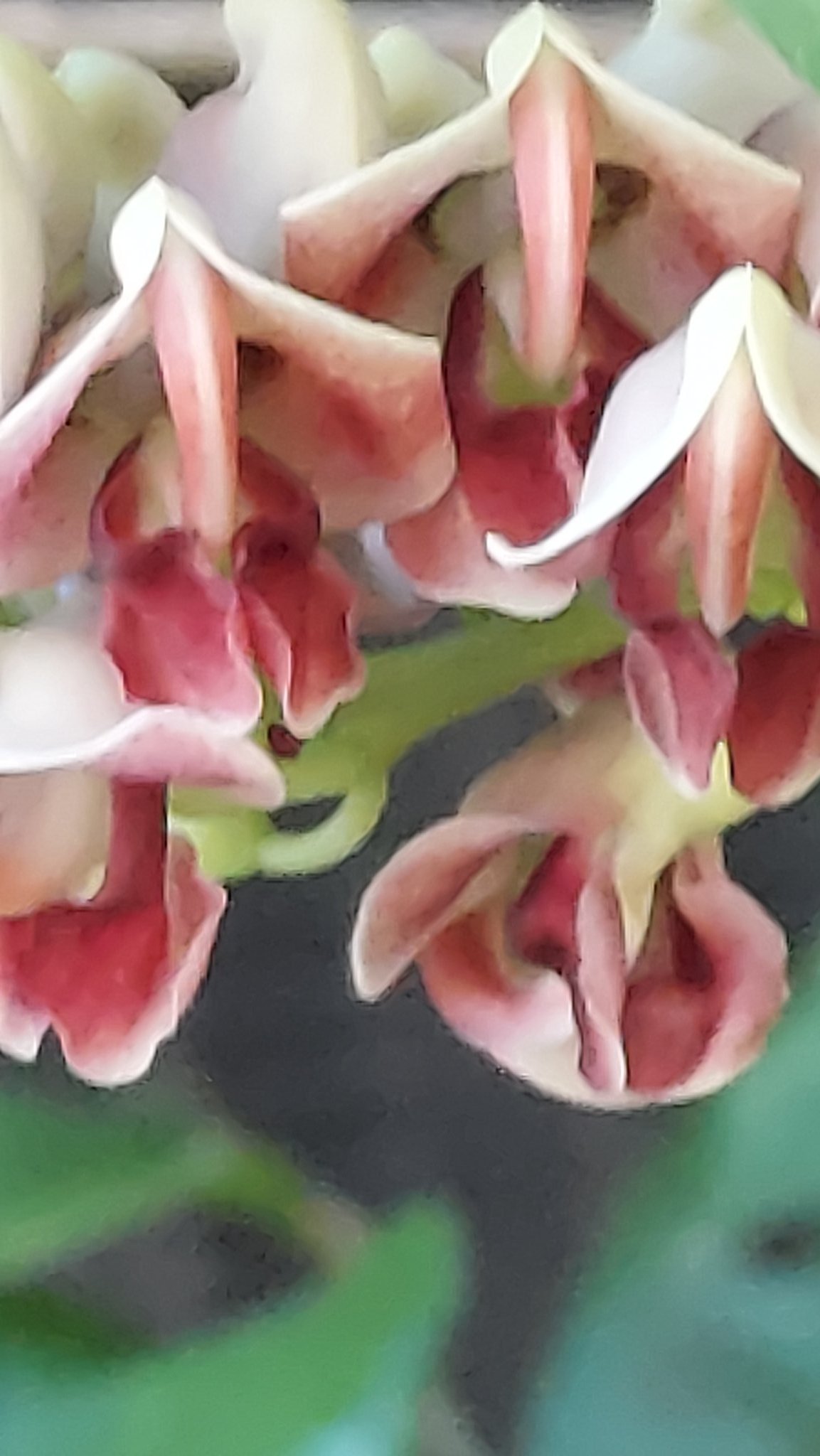 Yoko Ito アピオス ちょっと変わった花 ツル植物だから 木の枝に絡まって アメリカほど 芋とも 栄養豊富らしい 花 Flower アピオス アメリカほど芋 Apiosamericanamedik Groundnut マメ科ホドイモ属 蝶形花と言う