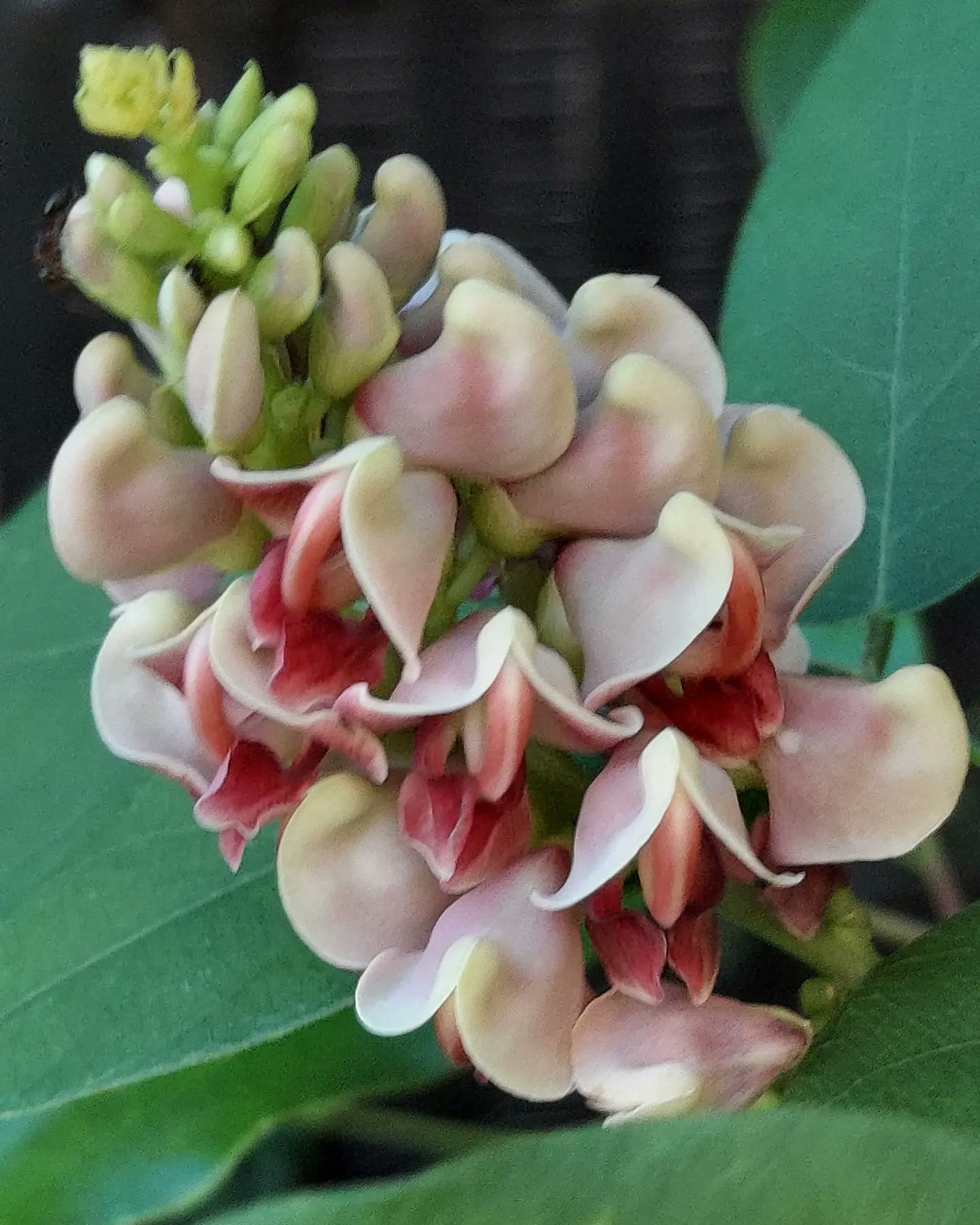 Yoko Ito アピオス ちょっと変わった花 ツル植物だから 木の枝に絡まって アメリカほど 芋とも 栄養豊富らしい 花 Flower アピオス アメリカほど芋 Apiosamericanamedik Groundnut マメ科ホドイモ属 蝶形花と言う