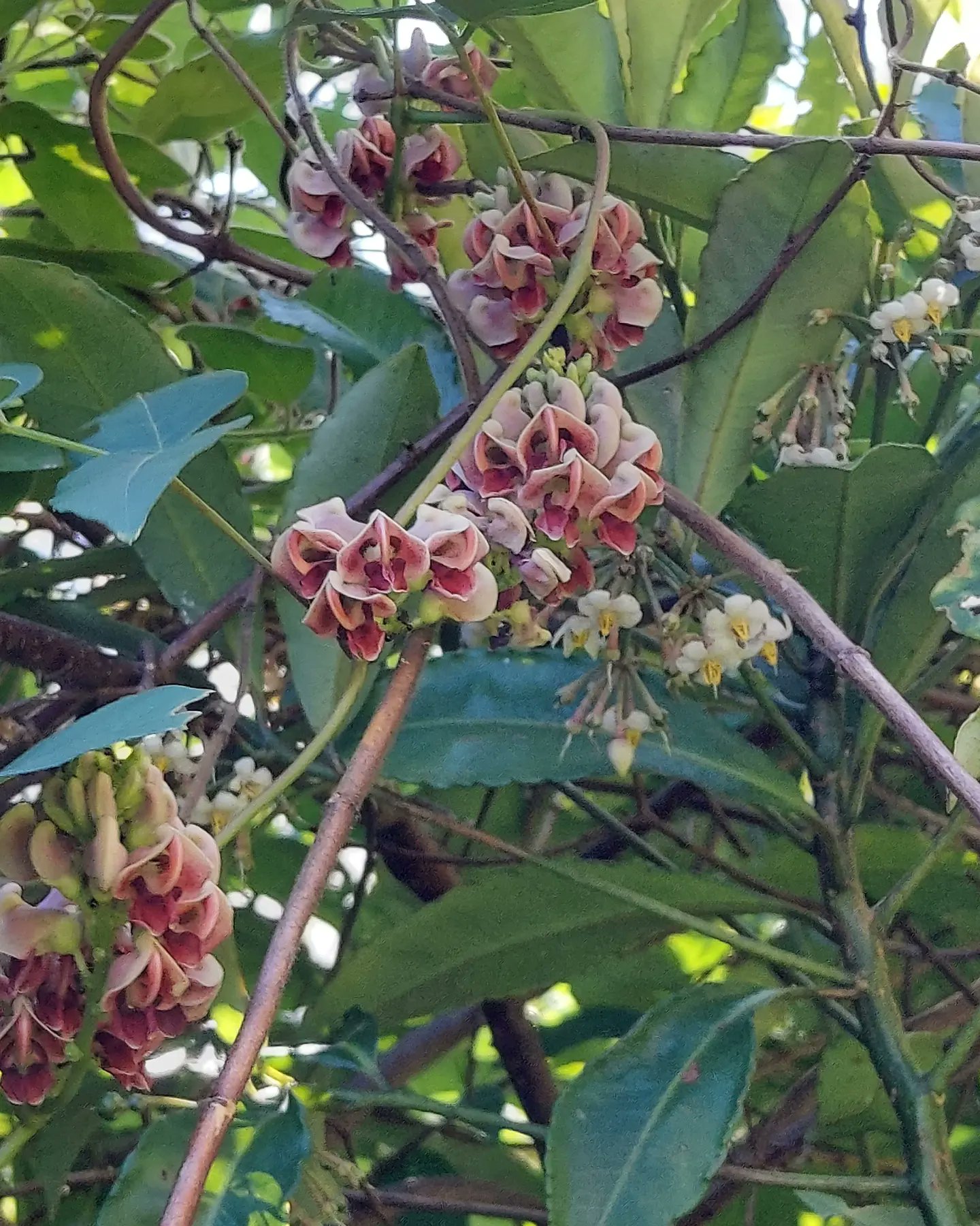 Yoko Ito アピオス ちょっと変わった花 ツル植物だから 木の枝に絡まって アメリカほど 芋とも 栄養豊富らしい 花 Flower アピオス アメリカほど芋 Apiosamericanamedik Groundnut マメ科ホドイモ属 蝶形花と言う