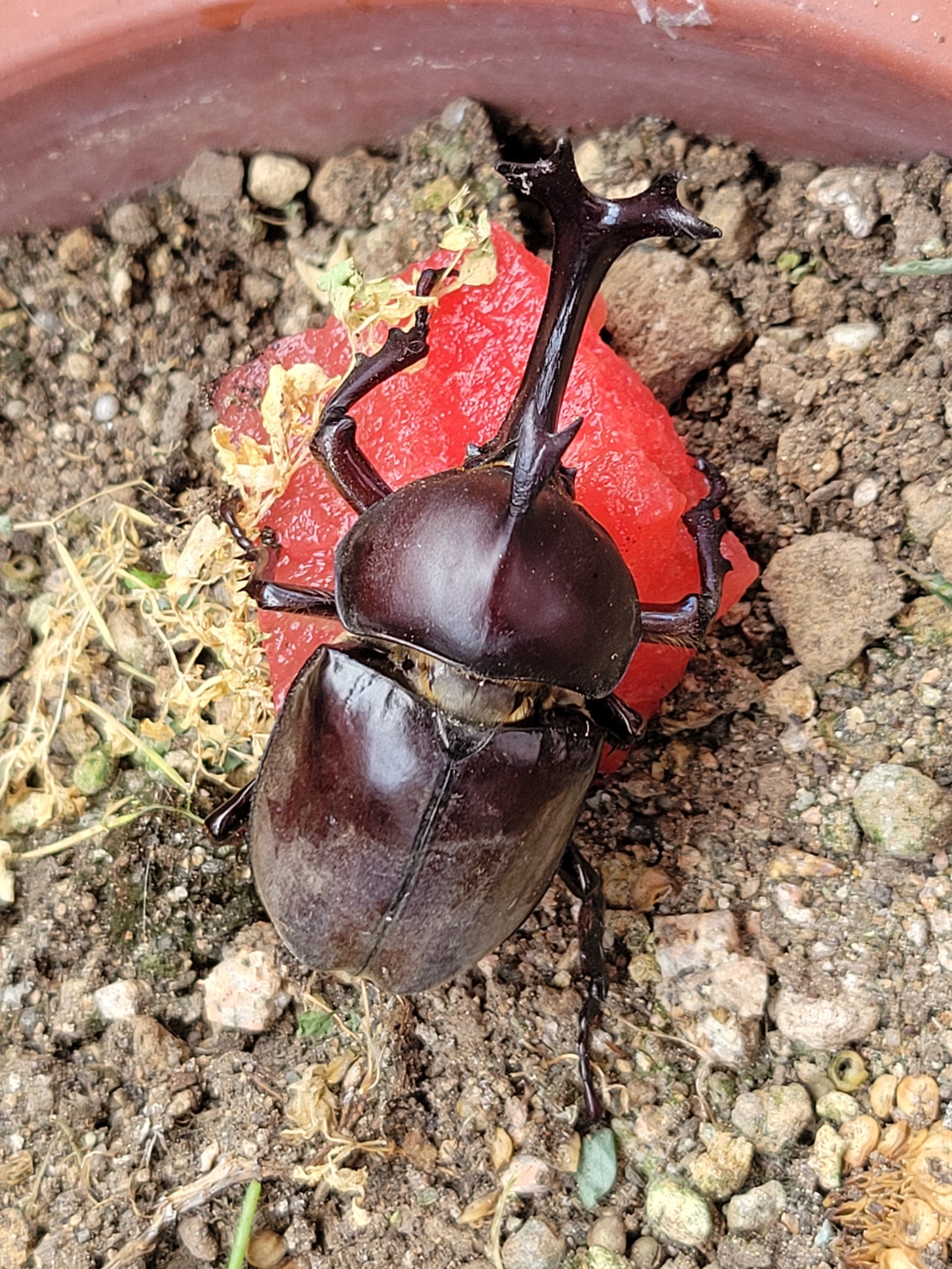 フレディー 田舎でもないのに家にカブトムシ来たわ スイカは下痢しねーよってことらしいし一時的な餌ならいいだろ 誰かが逃したんかな T Co Arg5jkp5mr Twitter フレディー 田舎でもないのに家にカブトムシ来たわ スイカは下痢しねーよってことらしいし一時的な餌ならいいだろ 誰かが逃したんかな T Co Arg5jkp5mr Twitter
