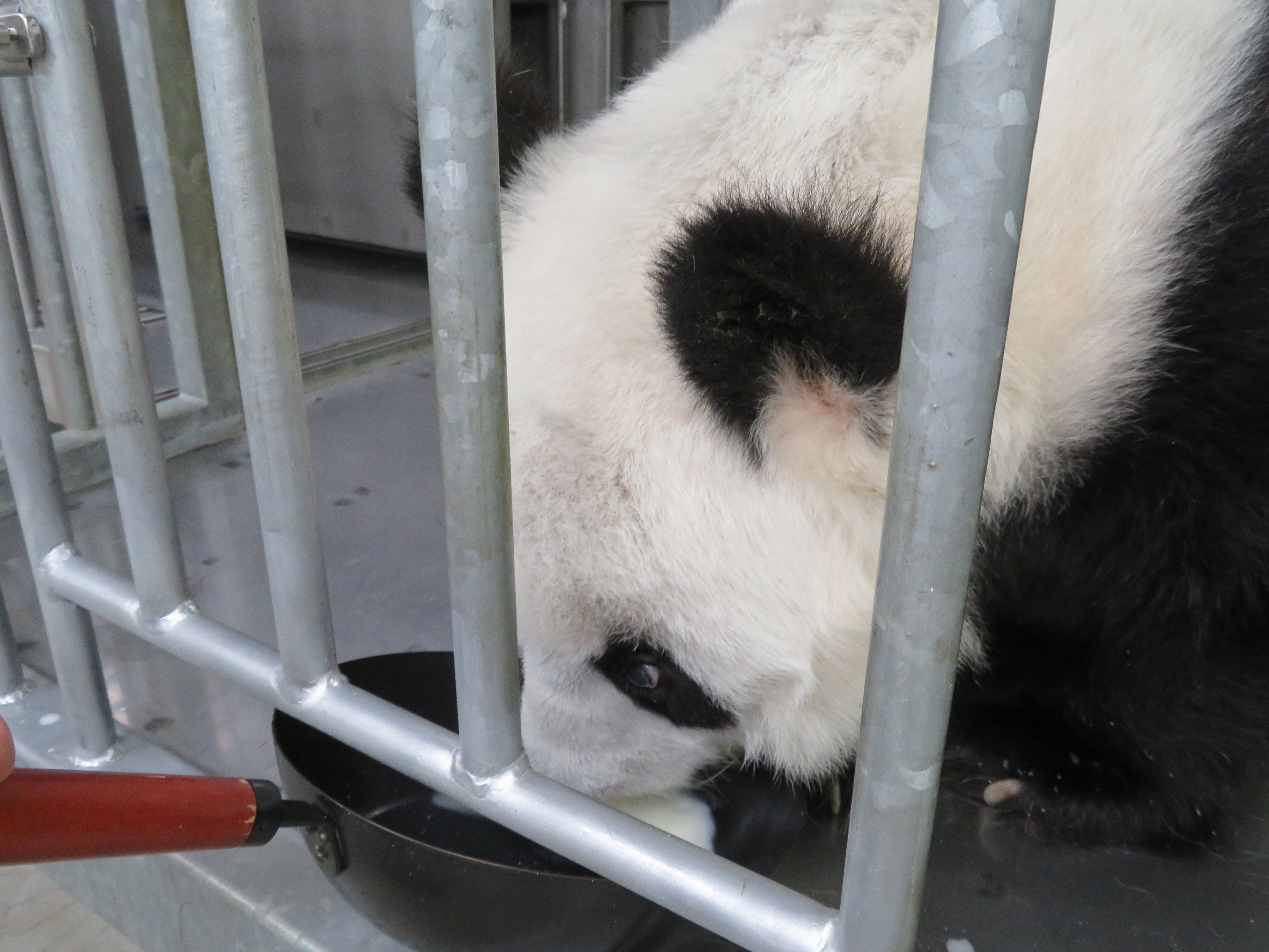 神戸市立王子動物園（公式） on X: 