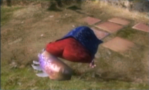 Creature of the Day! tweet media