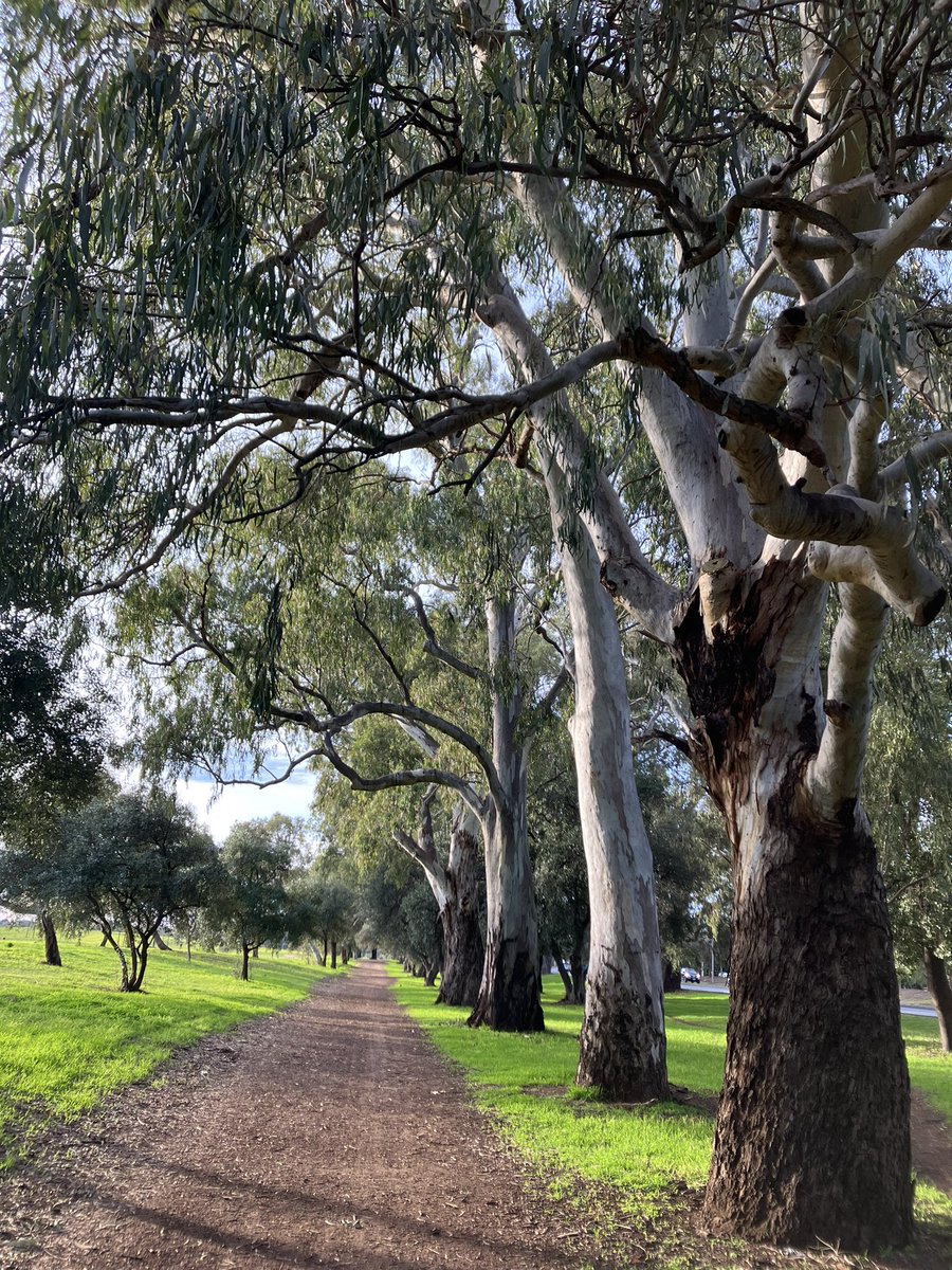 CelesteKO_O's tweet photo. Okay hereβs one for #NationalTreeDay
Victoria Park Adelaide https://t.co/IJ7eSaoGKk