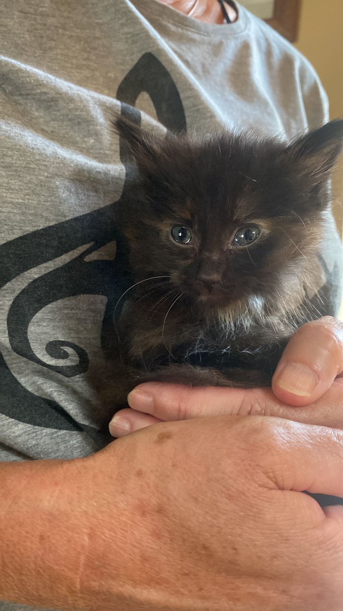 #Adopcio Aquest gatet de mes i mig busca #AdopcioResponsable Està a Benasque, Osca. Contacte per DM amb mi mateixa #XarxaCatalunyaAdopcions #XarxaBarcelonaAdopcions #FemXarxa