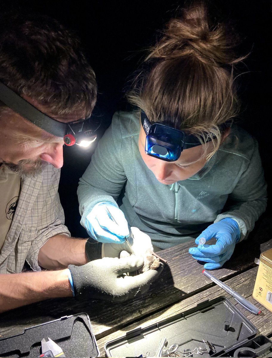ZLanszki's tweet photo. Bat Research and Conservation Camp, trapping and sampling of bats 🦇🦠 21 bat species in three nights 🏕️ Aggtelek National Park, in Hungary @AbrahamAgota #Mammals #wildlife #fildwork #conservation #biodiversity #BatConservation https://t.co/i2aUtPMiUl