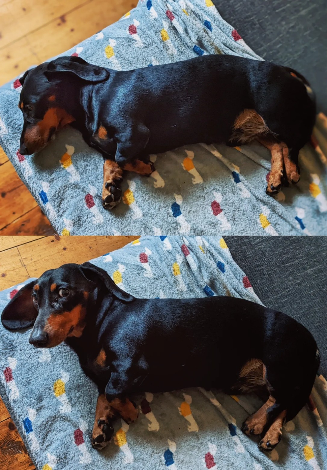 Pregnant miniature dachshund sales