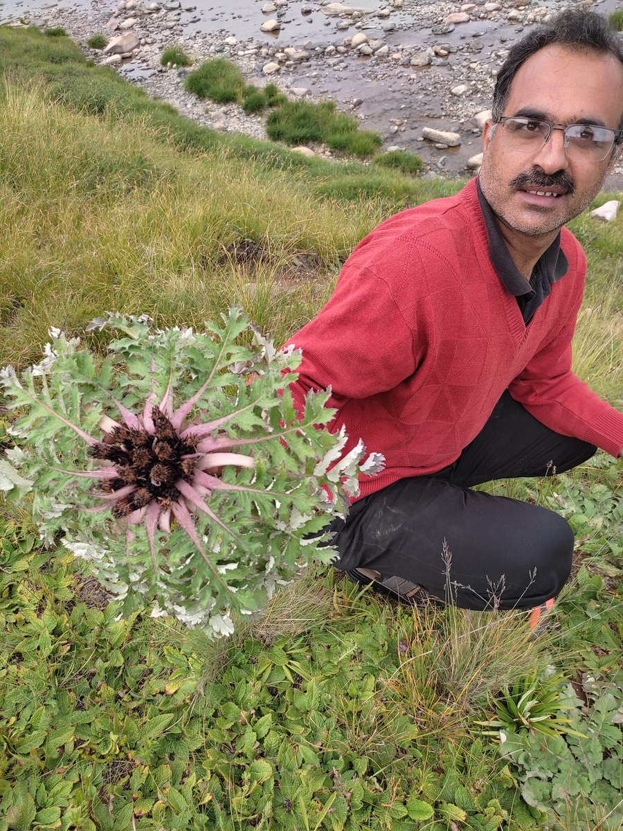 DrMohdTariq's tweet image. #Deosai #BIO102 #Baltistan #LUMSxUoBs @sbasselums @Sainsdaan @AnwarSabieh