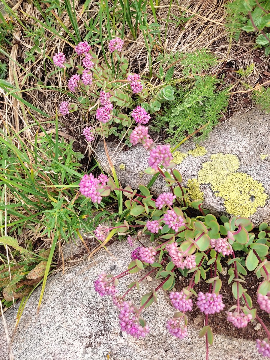 DrMohdTariq's tweet image. #Deosai #BIO102 #Baltistan #LUMSxUoBs @sbasselums @Sainsdaan @AnwarSabieh