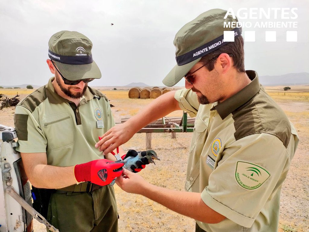 RamonFPM's tweet photo. Hoy es el Día Mundial de los Agentes de Medio Ambiente. 👷🏼‍♀️👷🏽🦤🌳

Felicidades a los casi 900 hombres y mujeres de @AAMM_And que trabajan muy duro por la conservación de nuestro patrimonio natural. 

Gracias por vuestra vocación, profesionalidad y compromiso con Andalucía.👏 https://t.co/qKC6DJfwYL