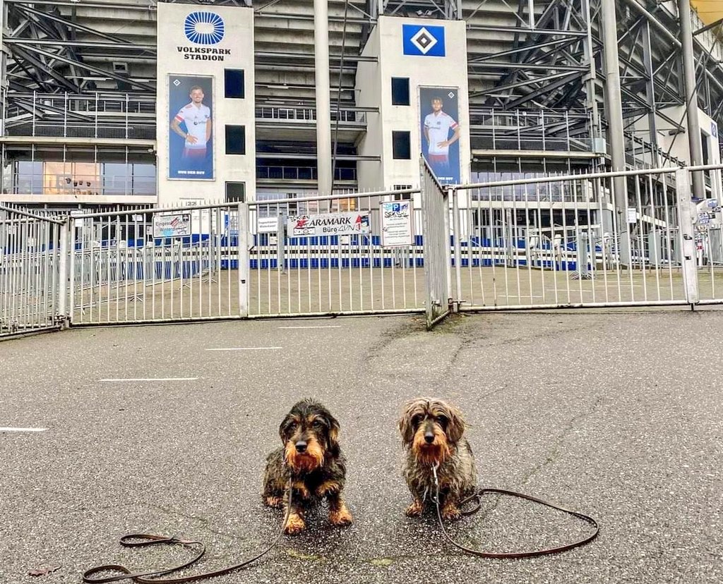 sportplatzhunde's tweet photo. Warum gucken die #Rauhaardackel Fiete (5, li.) und Briska (13, re.) so deprimiert? Ihr #HSV hat doch tatsächlich die Pokalsensation geschafft. 😏 #BAYHSV #DFBPokal #HSWau #HHHund https://t.co/1kMT9N0NYq