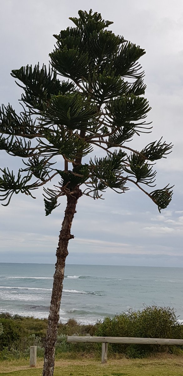 Diongroove's tweet image. #peaxe 🕊🙏
#DrIndianOcean 🌊🙏