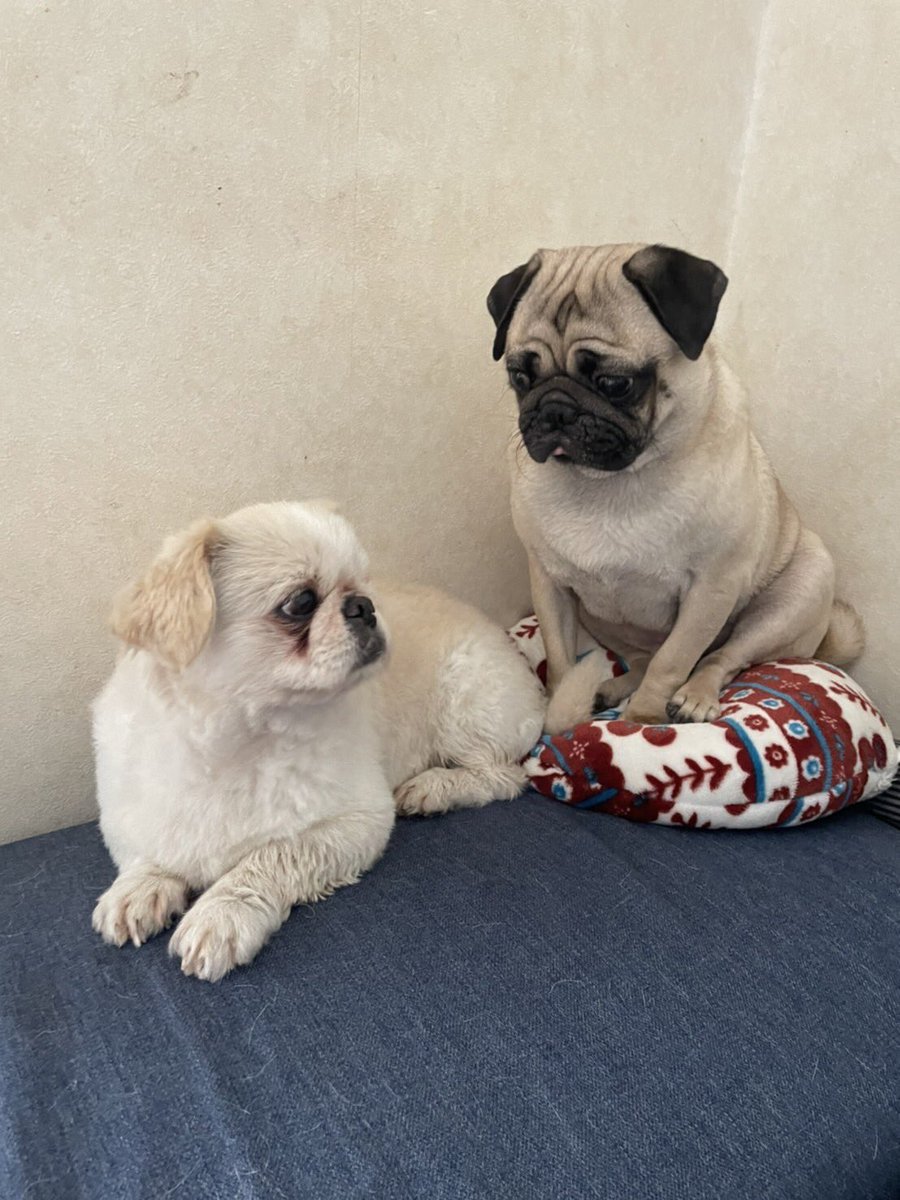 puu (@puuuuug1) / Posts / X