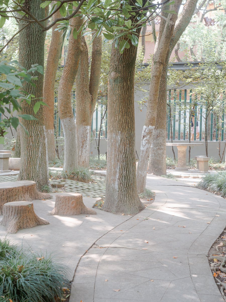 Trees #PhotoOfTheDay #Documentary