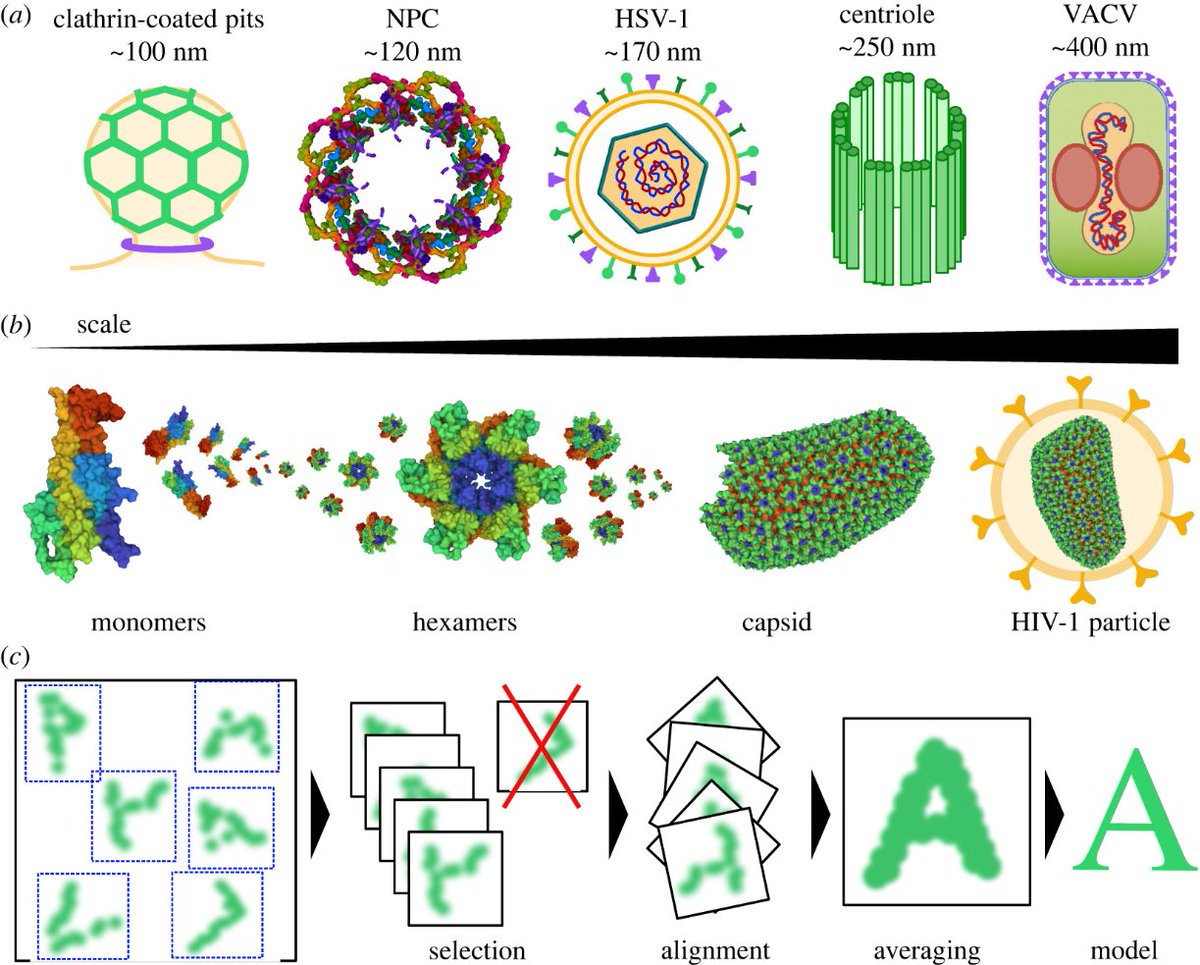 afonsomendes92's tweet image. 🥳 And we&apos;re on the air! Find out how molecular complexes are mapped using #SuperResolution #Microscopy and #SingleParticleAnalysis in our latest review at doi.org/10.1098/rsob.2…. Proud to put this out with @Hannah_SuperRes, @simaopc, @christlet, and @HenriquesLab!