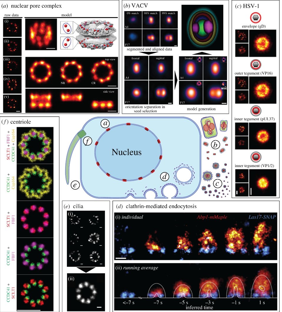 afonsomendes92's tweet image. 🥳 And we&apos;re on the air! Find out how molecular complexes are mapped using #SuperResolution #Microscopy and #SingleParticleAnalysis in our latest review at doi.org/10.1098/rsob.2…. Proud to put this out with @Hannah_SuperRes, @simaopc, @christlet, and @HenriquesLab!