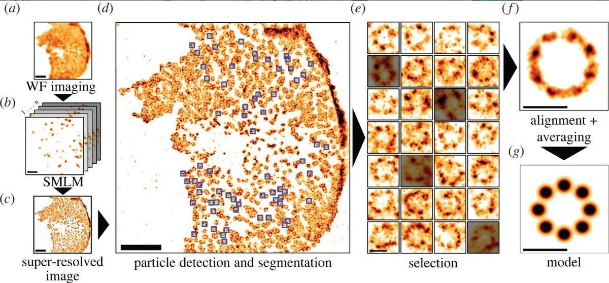 afonsomendes92's tweet image. 🥳 And we&apos;re on the air! Find out how molecular complexes are mapped using #SuperResolution #Microscopy and #SingleParticleAnalysis in our latest review at doi.org/10.1098/rsob.2…. Proud to put this out with @Hannah_SuperRes, @simaopc, @christlet, and @HenriquesLab!