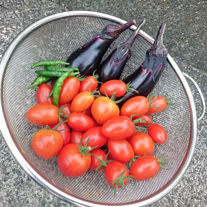 今日の収穫
・たくさん 